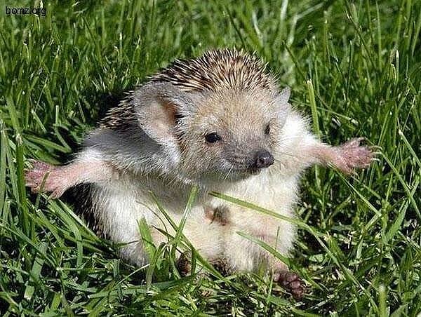 Ёж и власть