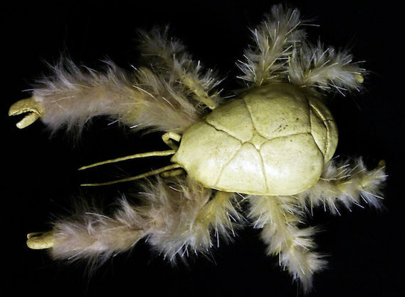 Краб-пушистик