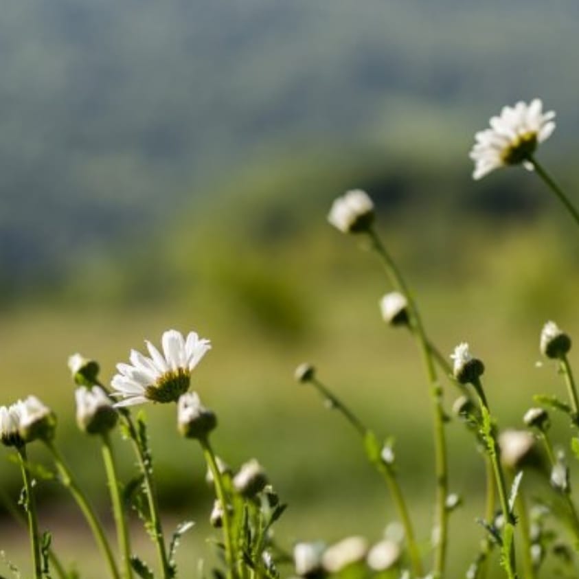 Неспешным ритмом счастье...