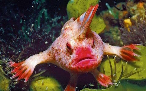 Руконогая рыба