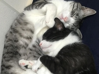 Черныш и Мурлышка