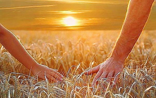 Правда - в пшеничном колоске!