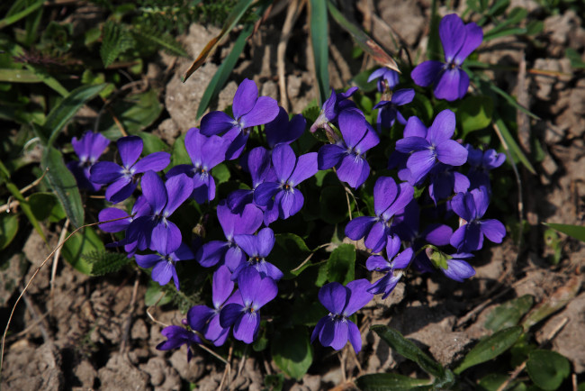 Люблю весь мир