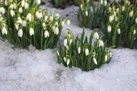 Подснежник