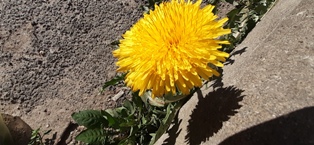 Кто ты... Софья Измайлова