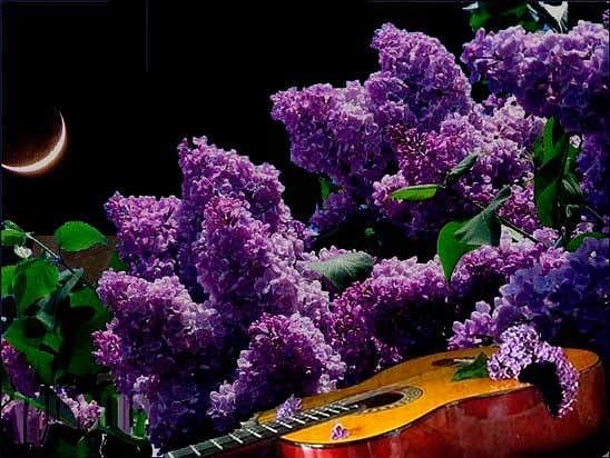 Сиреневый маршрут