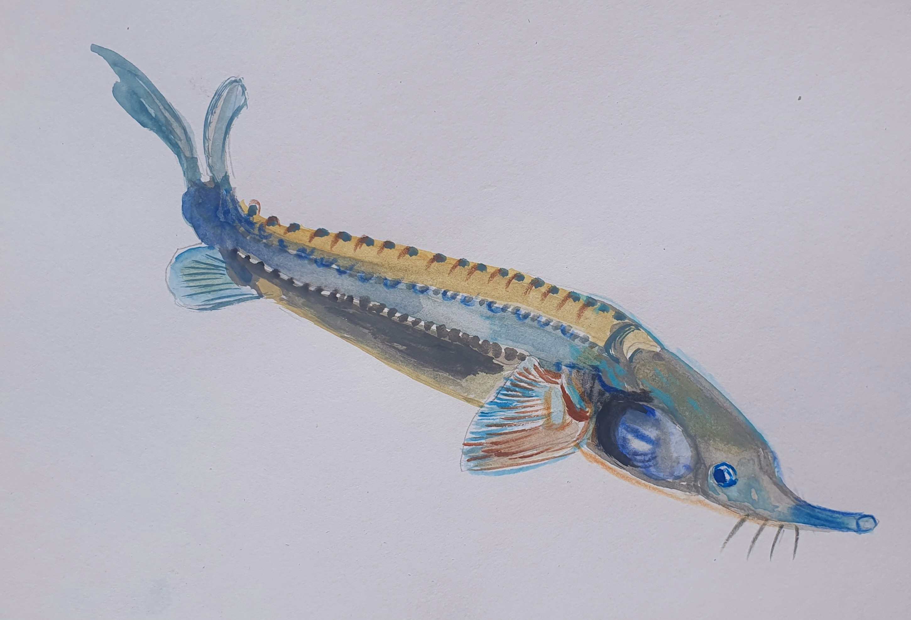 Стерлядь-осетровые