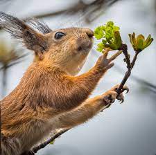 Запахи весны