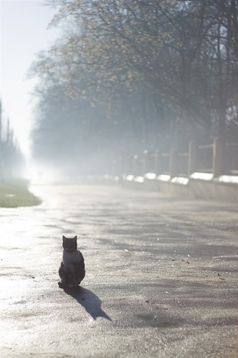 Кошки не птицы рф. Кот в тумане. Туманный кот. Кошечка в тумане. Кот уходит в туман.
