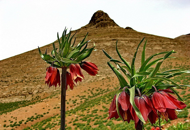 Слёзы Марьям. Акро