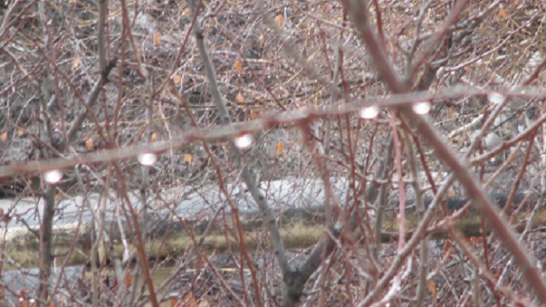 Вишенка под серый дождь грустила