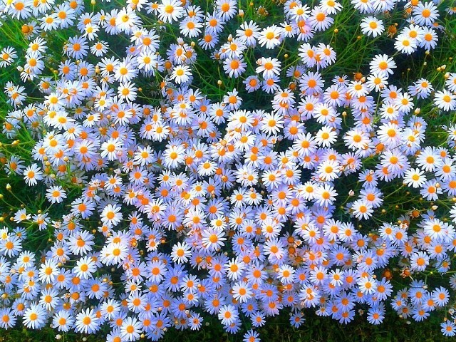 Проклюнулись ромашки в поле