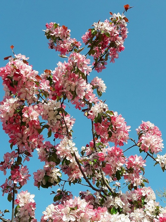 Помыслить разве я могла...