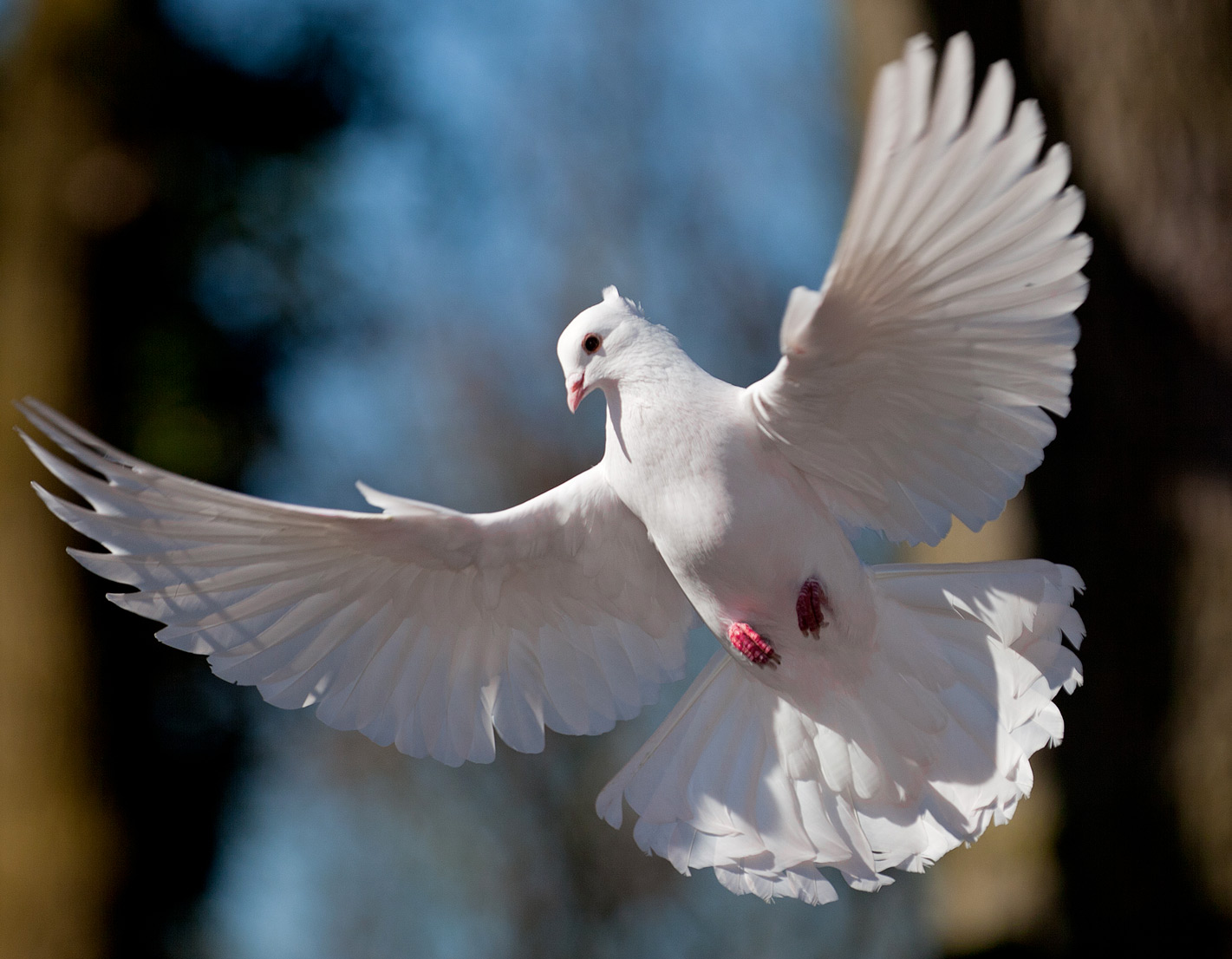 Голубь картинка. Голландские капуциновые голуби. Белый голубь. Красивые голуби. Белая птица.