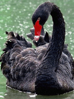 Ночь - Лебёдушка