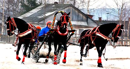 Жизнь - коронная гнедая