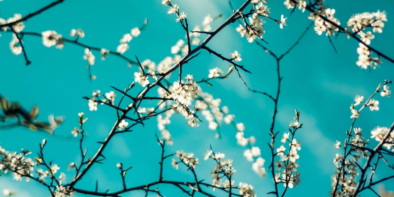 Весенний порыв