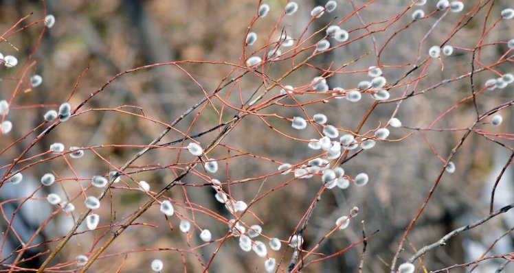 Пришла весна. Экспромт