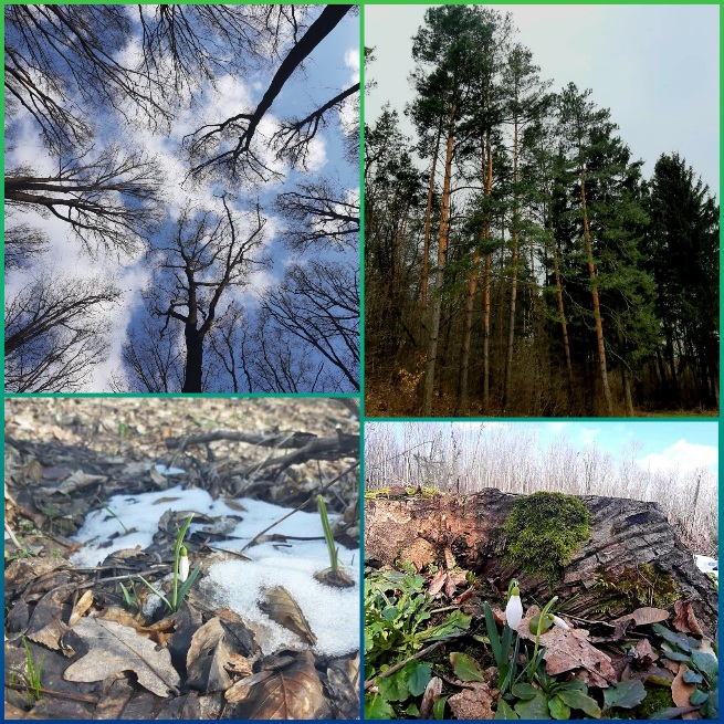 Подснежник. Лес.. Чаклунка