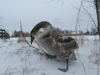 Одинокая птица