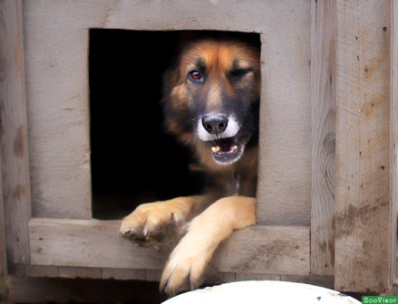 Материнский инстинкт