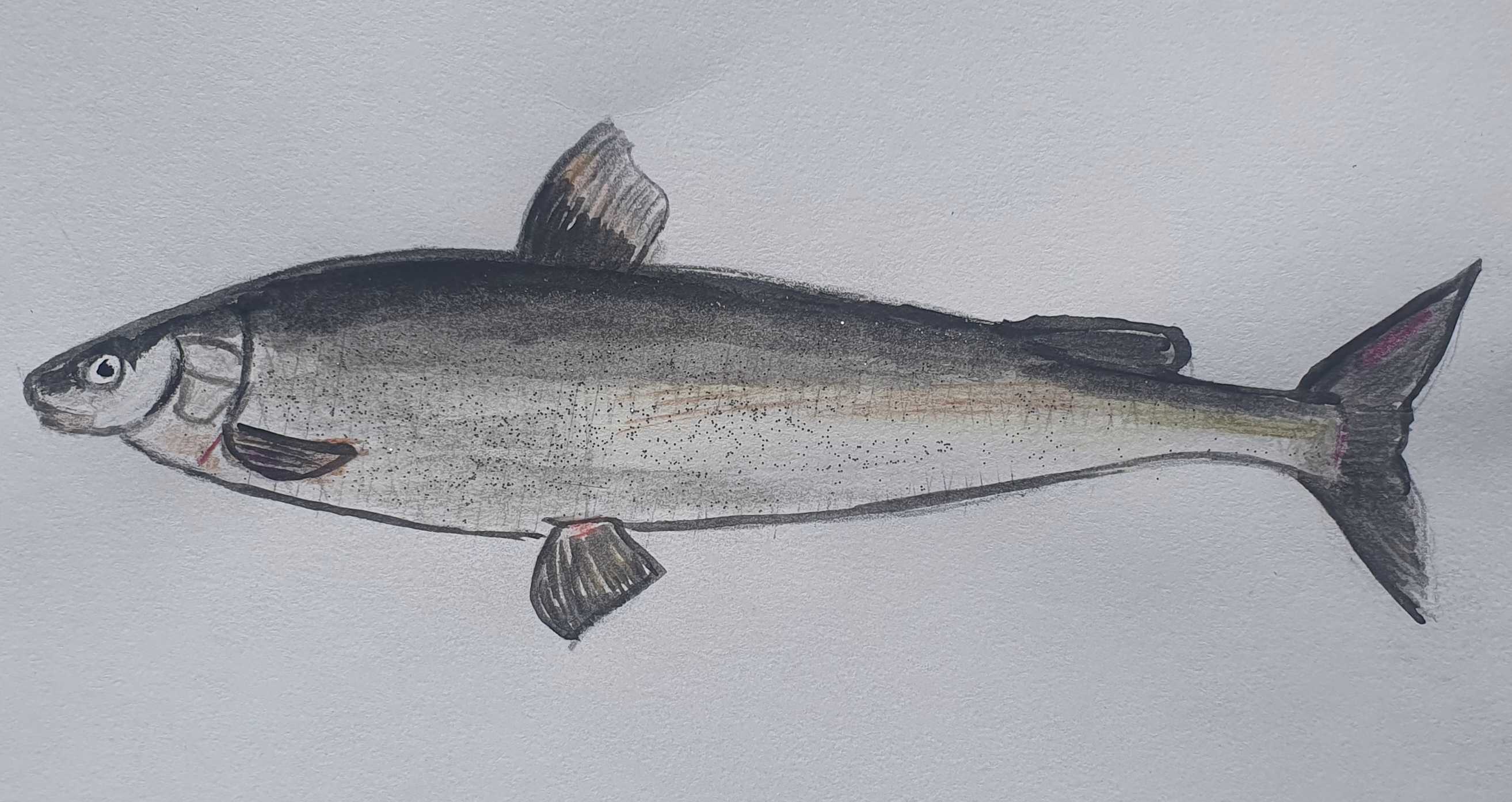 Сиги из лососевых