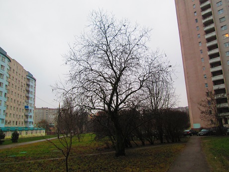 И дождь смывает все следы