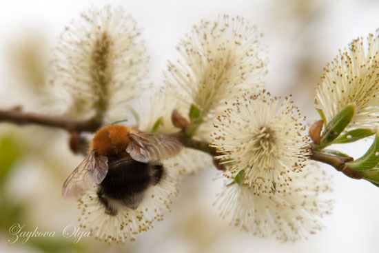 Весенне-апрельское