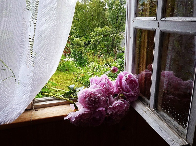 Утро стучит в окно. Цветы на окне. Пионы у окна. Окно с цветами.