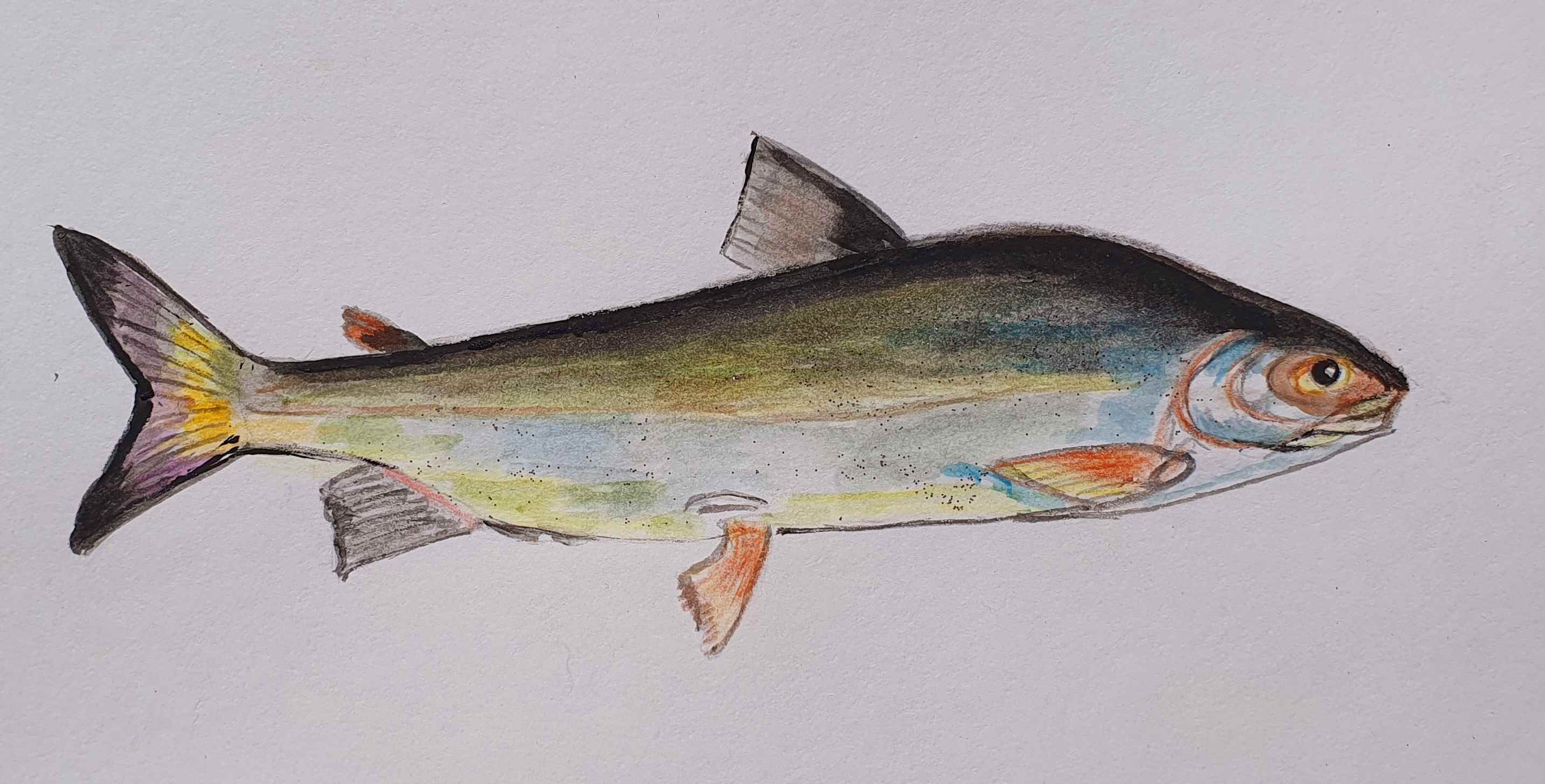 Пыжьян, из лососевых