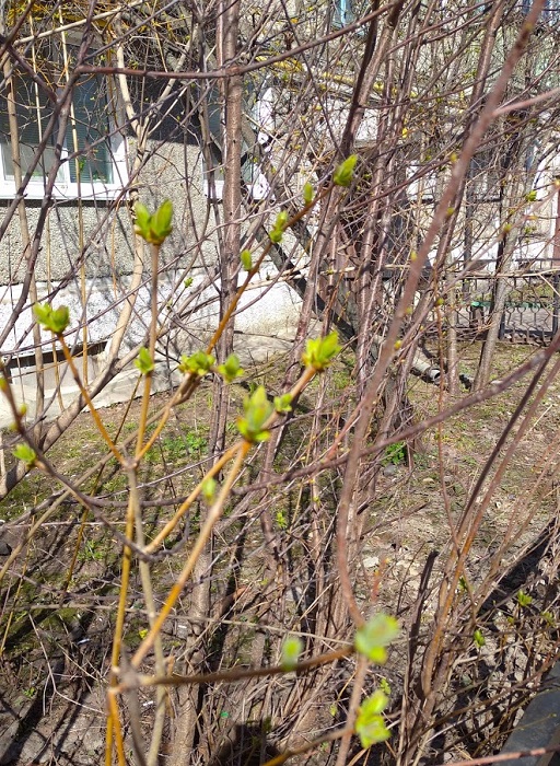 Мой город пробудился