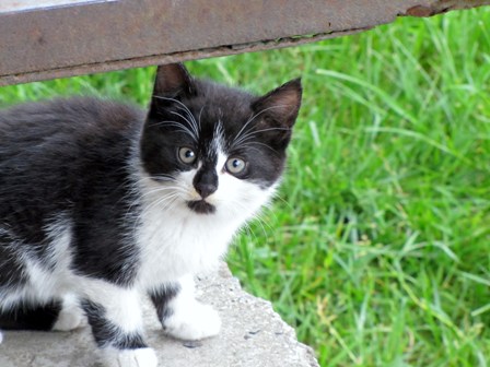 Отдайте, заберу его себе