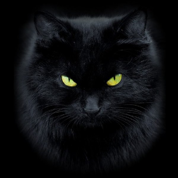 Ты кошкой прокрадешься в мои сны...