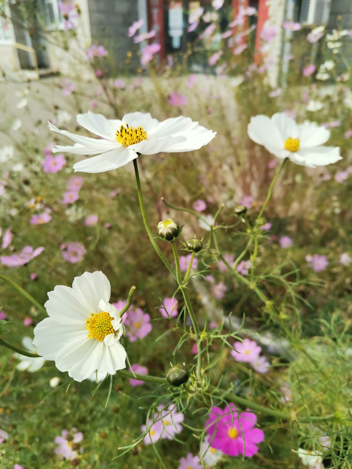 Космическая, космос вея...