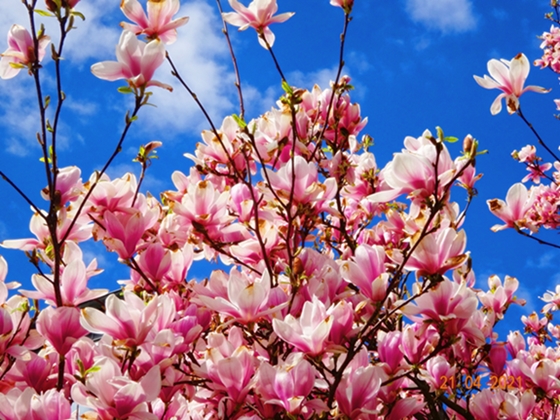 О божественной Мадонне