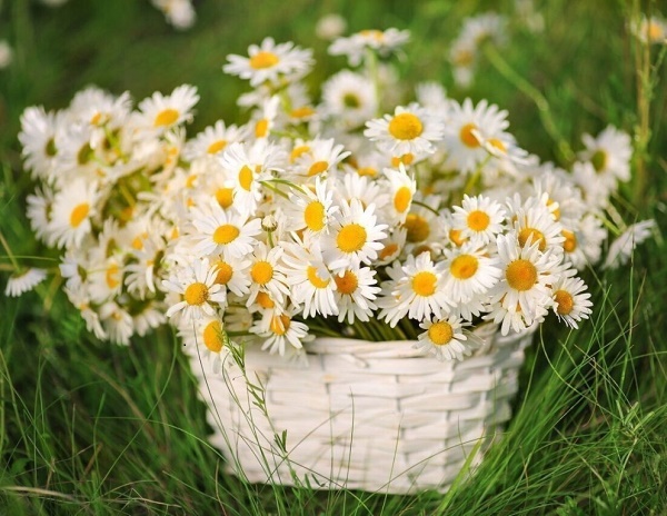 День рождения мамы