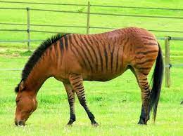 Зебринни. Алфавит детский. Буква З. Млекопитающие