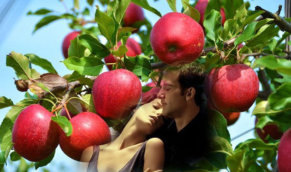 Райские яблочки слушать. Яблоня райское. Эдемское яблоко.