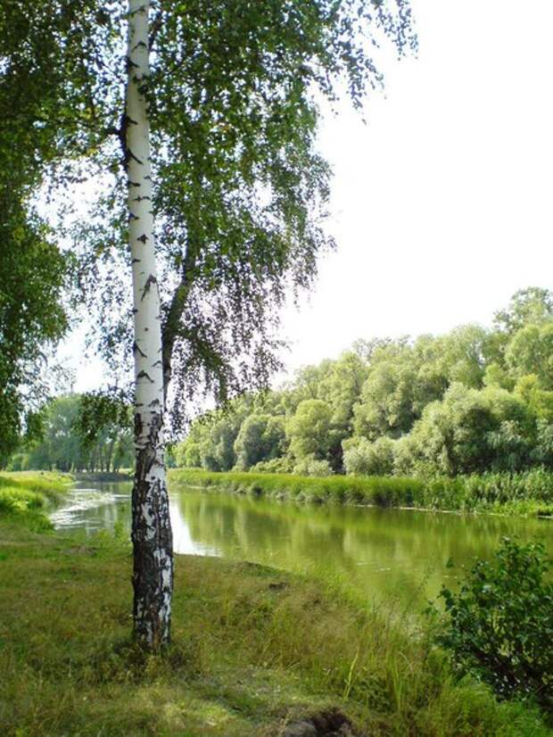 Берёза белая