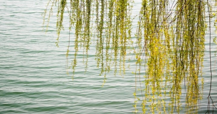 Воспоминания первой любви