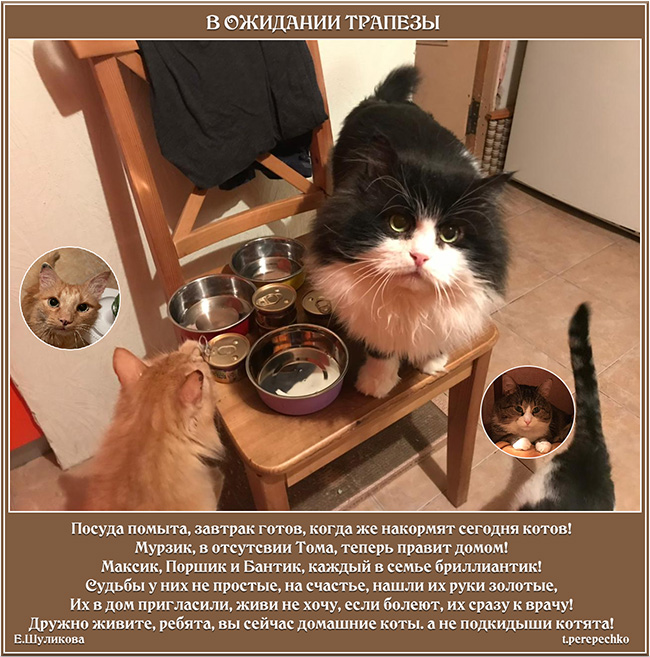 В ожидании трапезы