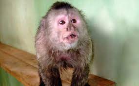 Плакса. Алфавит детский. Буква П. Млекопитающие