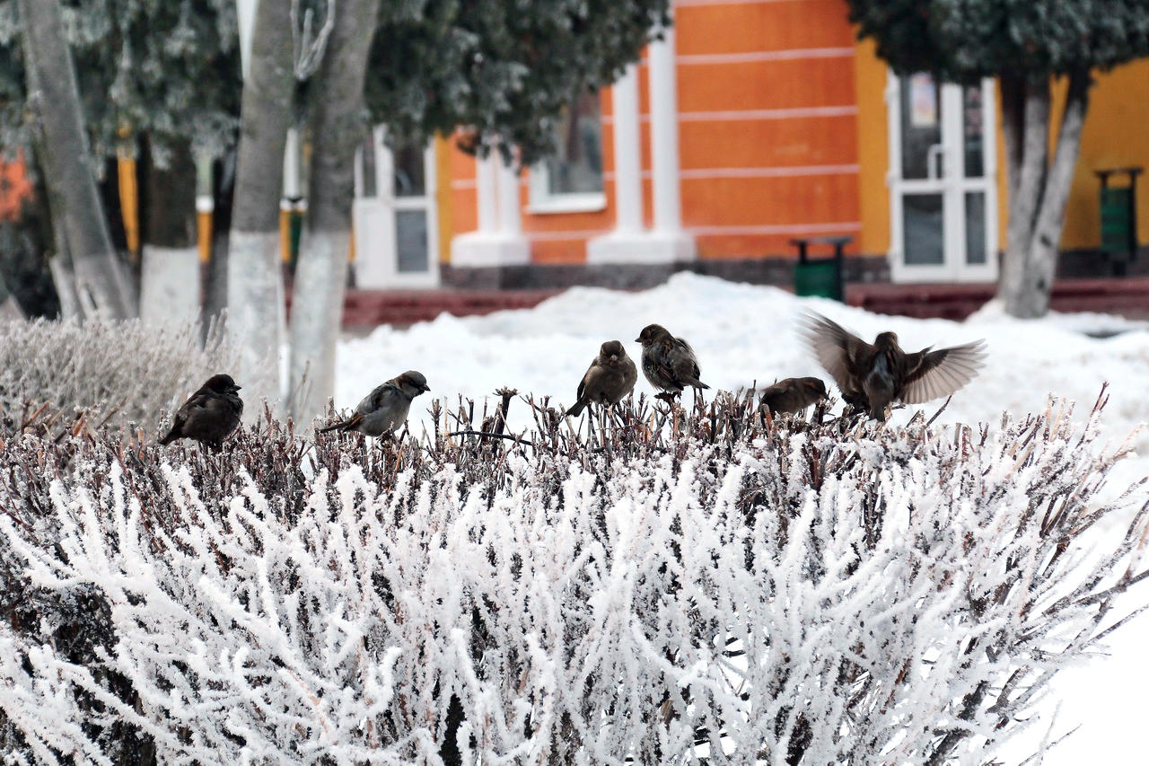 Отрочество