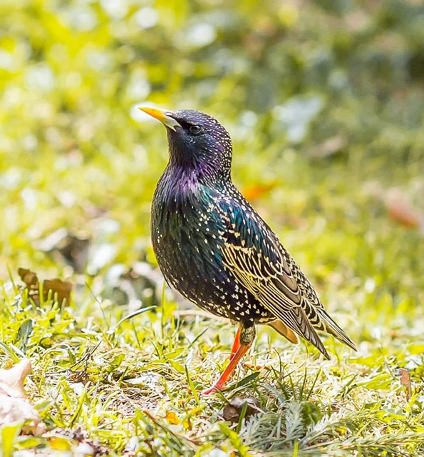 Апрель, твой светел взор...