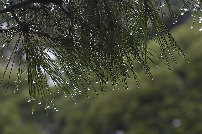 Хвойный дождь. Еловый лес после дождя. Хвойный дождь. Сосновый лес после дождя. Хвойный дождь.