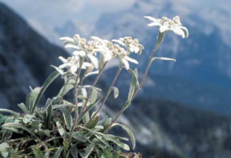 Эдельвейсы