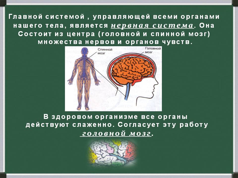 Мозг главный орган. Строение органов человека мозг. Интересные факты о работе органов. Факты о системе органов. Факты о системе органов человека.