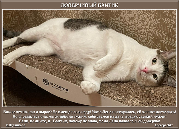 Доверчивый Бантик