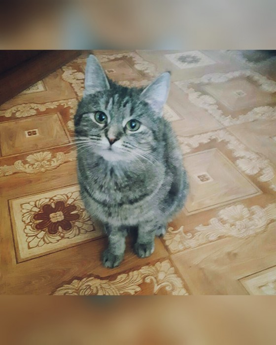 Бездомная кошка