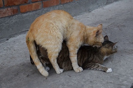 Закон природы. Кошачье...